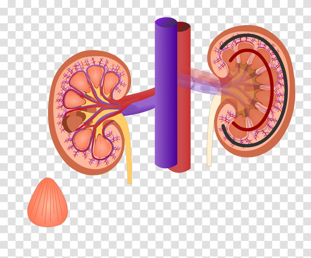 Renal Cortex Histology Kidney, Pattern, Ear Transparent Png