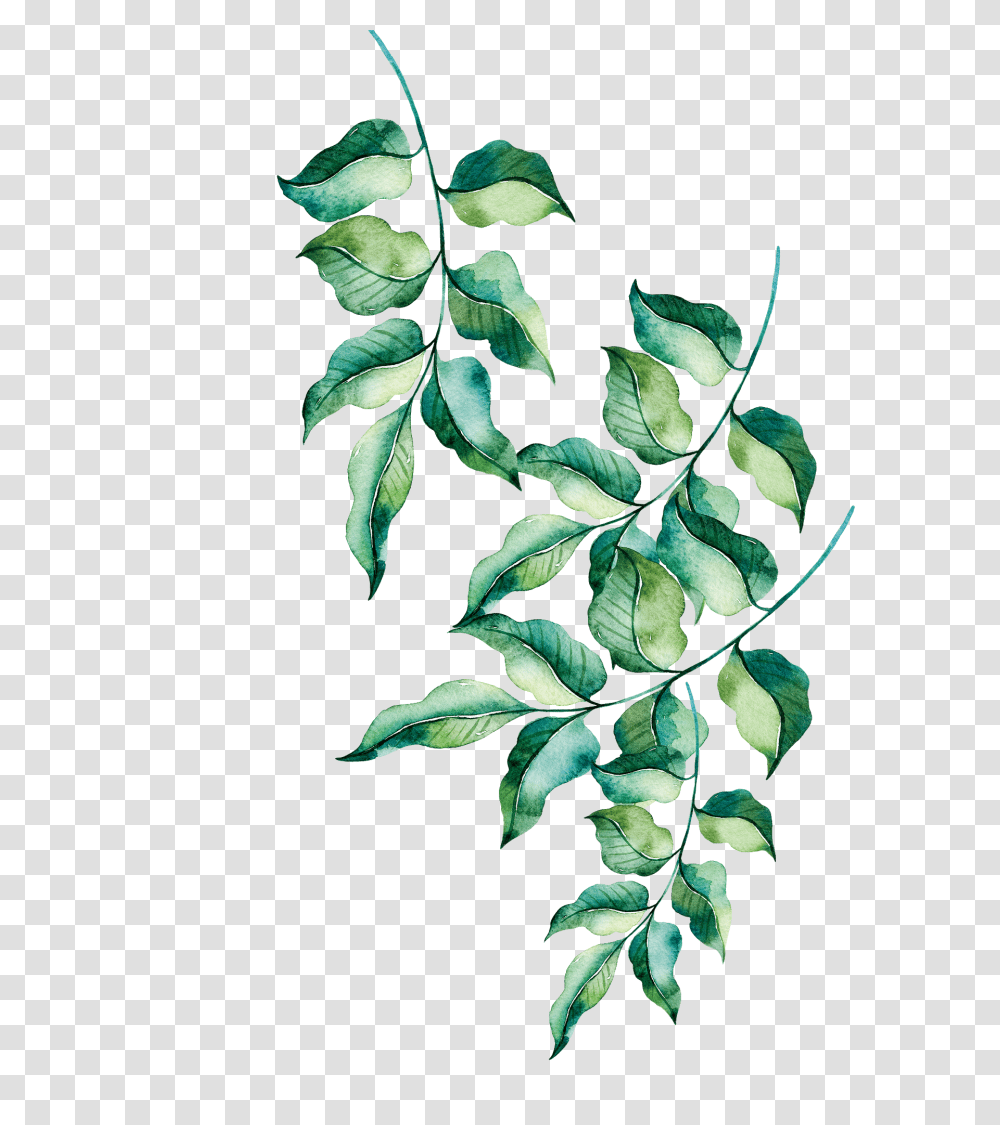 Render Ramas Hoojas, Leaf, Plant, Acanthaceae, Flower Transparent Png