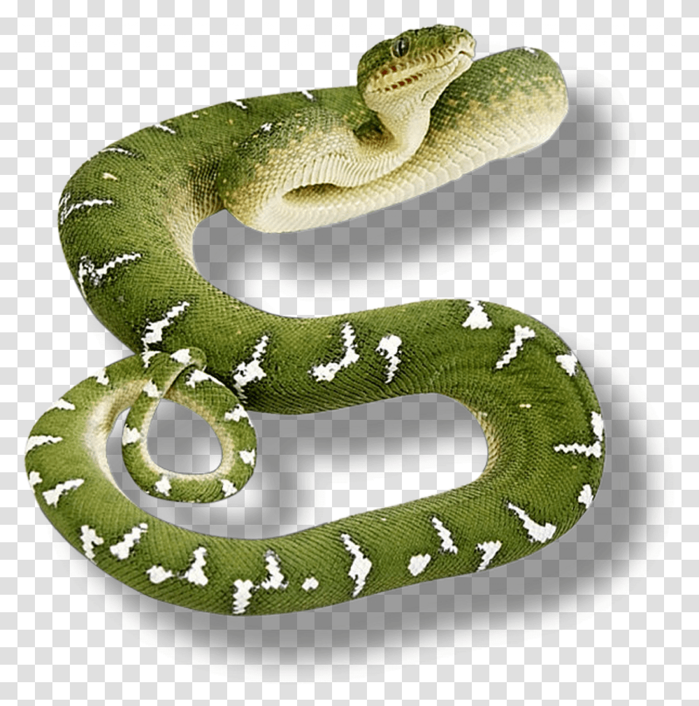 Render Reptiles, Snake, Animal, Green Snake Transparent Png