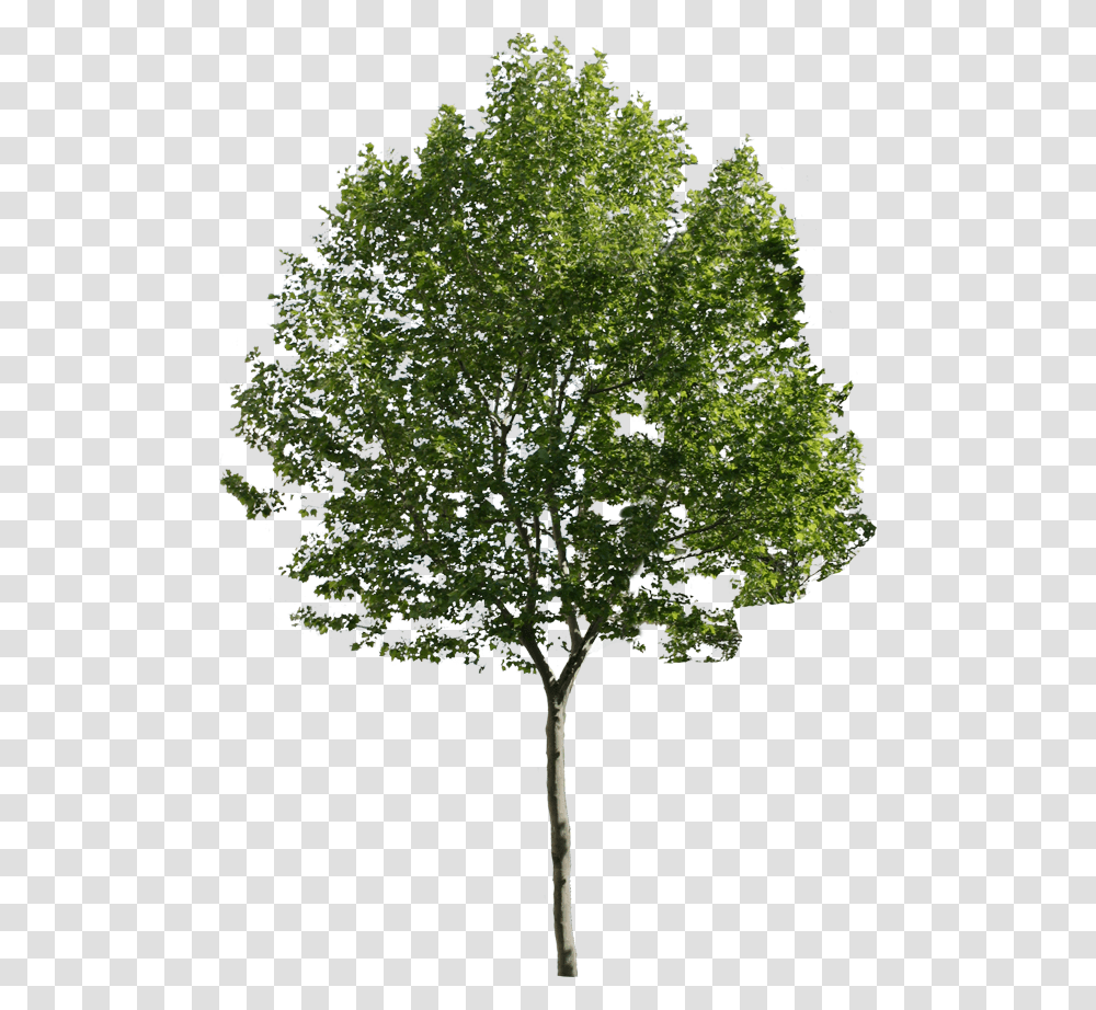 Render Trees, Plant, Oak, Sycamore, Maple Transparent Png