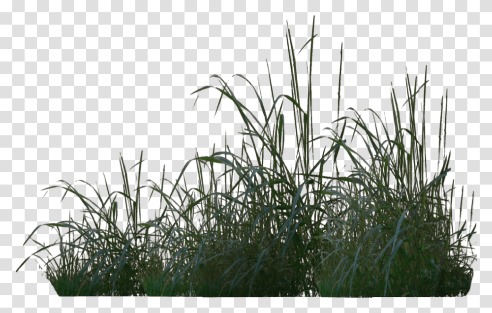 Rendered In Poser Pro 2012 Please Download For Full, Plant, Grass, Flower, Vegetation Transparent Png