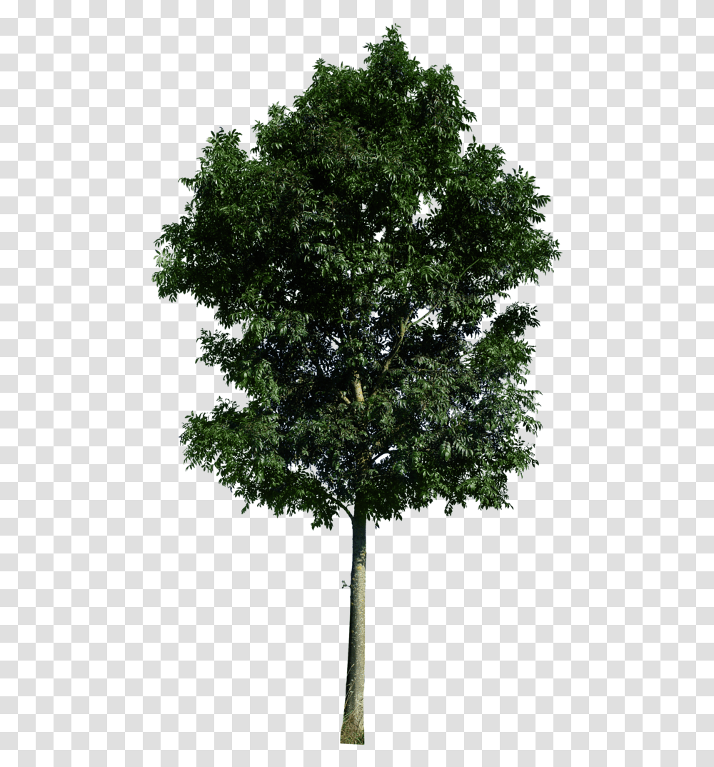 Rendering Trees High Resolution Psd, Plant, Tree Trunk, Oak, Sycamore Transparent Png