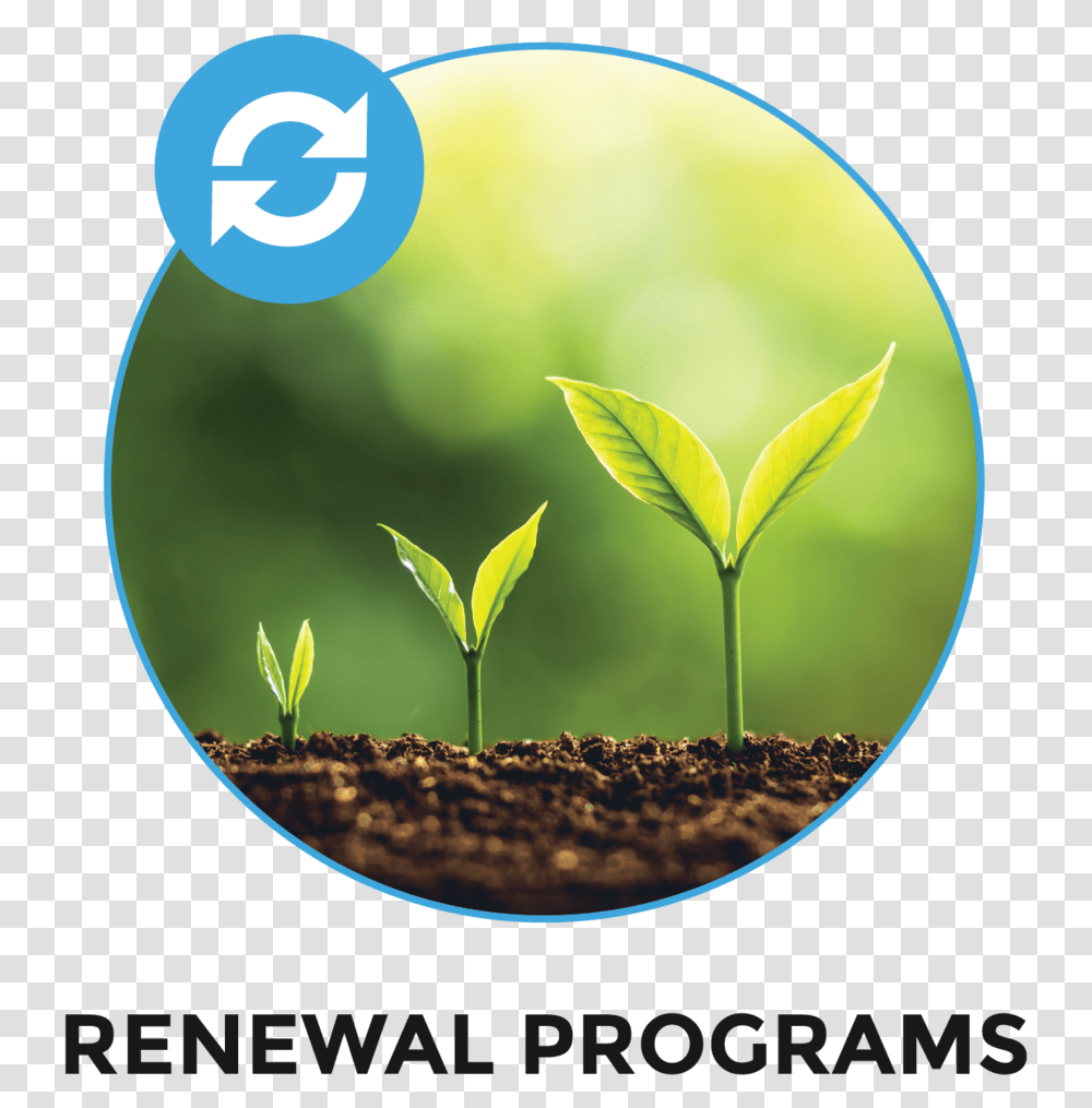 Renewal Programs Plants Deprived Of Light, Vase, Jar, Pottery, Green Tea Transparent Png