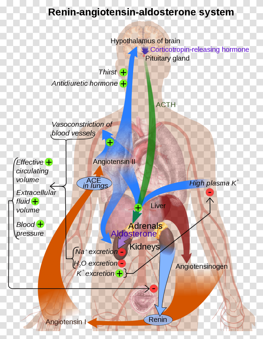 Renin Angiotensin Aldosterone System Diagram, Plot, Neck, Measurements, Shoulder Transparent Png