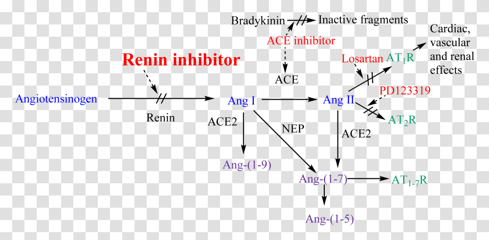 Renin Anigotensin System And Potential Steps Of Blockage Raas Inhibitors, Plot, Outdoors, Nature Transparent Png