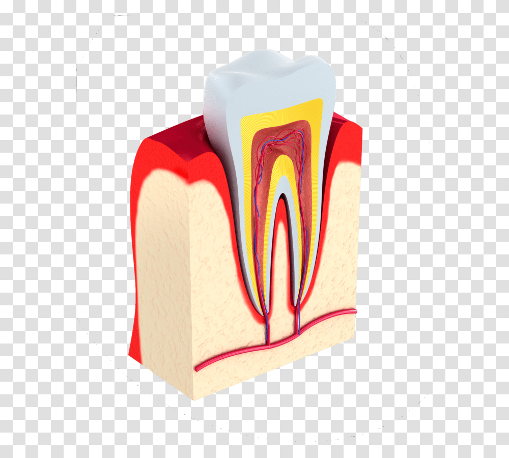 Replace Missing Teeth New Philadelphia Oh Gums, Paper, Bird, Animal, Tissue Transparent Png