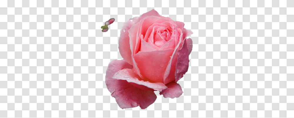 Replace White Background With Backround, Rose, Flower, Plant, Blossom Transparent Png