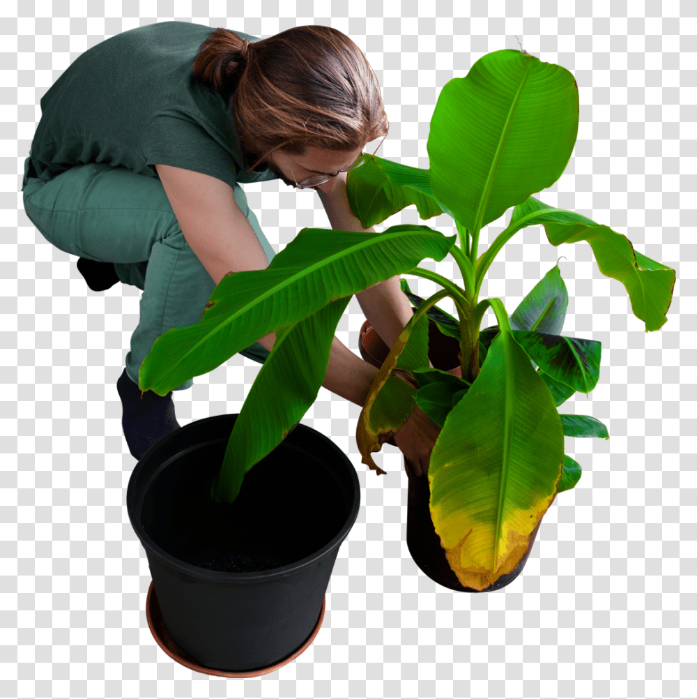 Replanting His Banana Trees Image, Leaf, Person, Finger, Flower Transparent Png