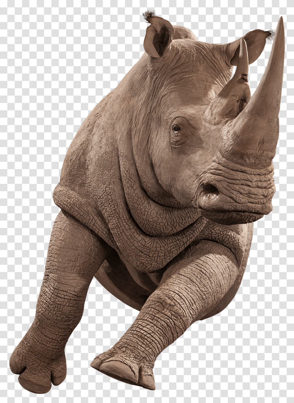Replica Taxidermy Realistic Animal Reproductions Kanati Indian Rhinoceros, Wildlife, Mammal, Elephant Transparent Png