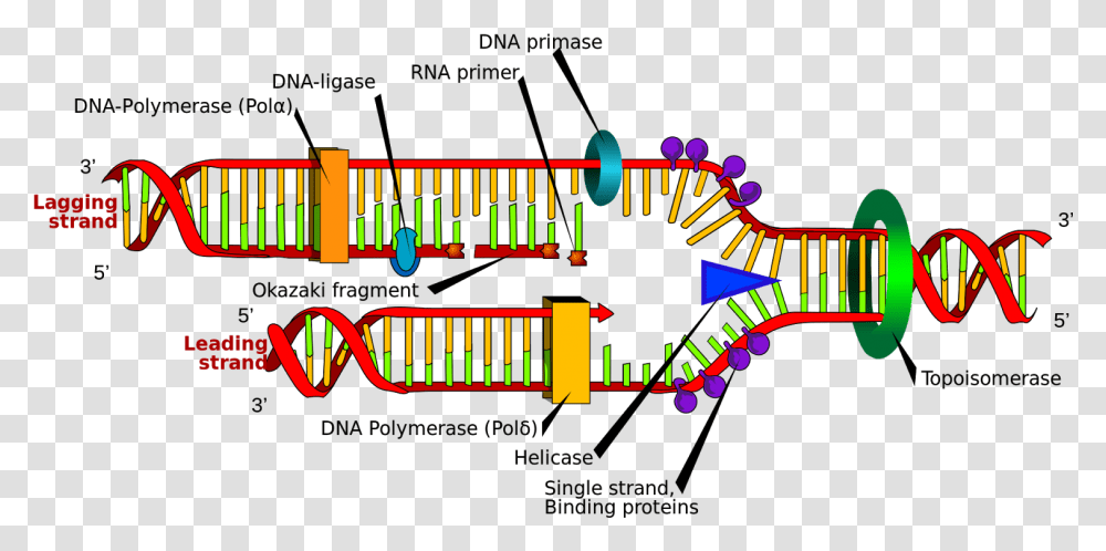 Replication Of Dna Labeled Cartoons Structure Of Dna Replication, Alphabet, Lighting, Pac Man Transparent Png