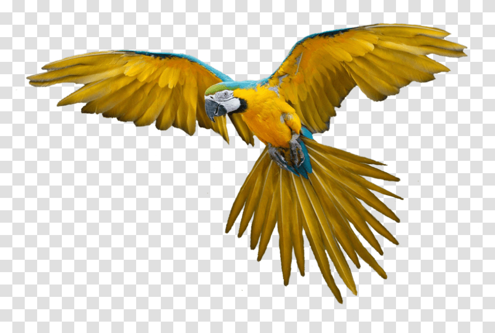 Report Abuse Flying Bird Clipart Full Size Clipart Flying Bird, Animal, Macaw, Parrot, Honey Bee Transparent Png