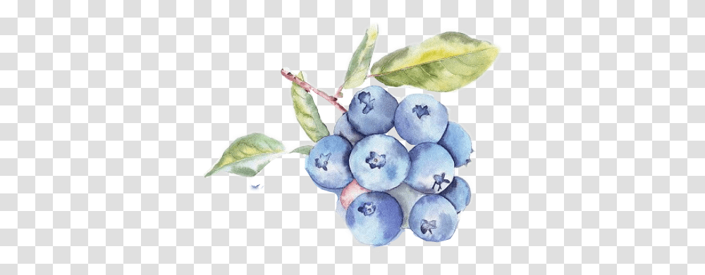 Report Abuse Watercolor Blueberry Bush Illustration Full Illustration Fruits Watercolor, Plant, Food Transparent Png