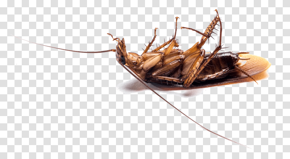 Report Bug Insect Dead Bugs, Invertebrate, Animal, Cockroach, Cricket Insect Transparent Png