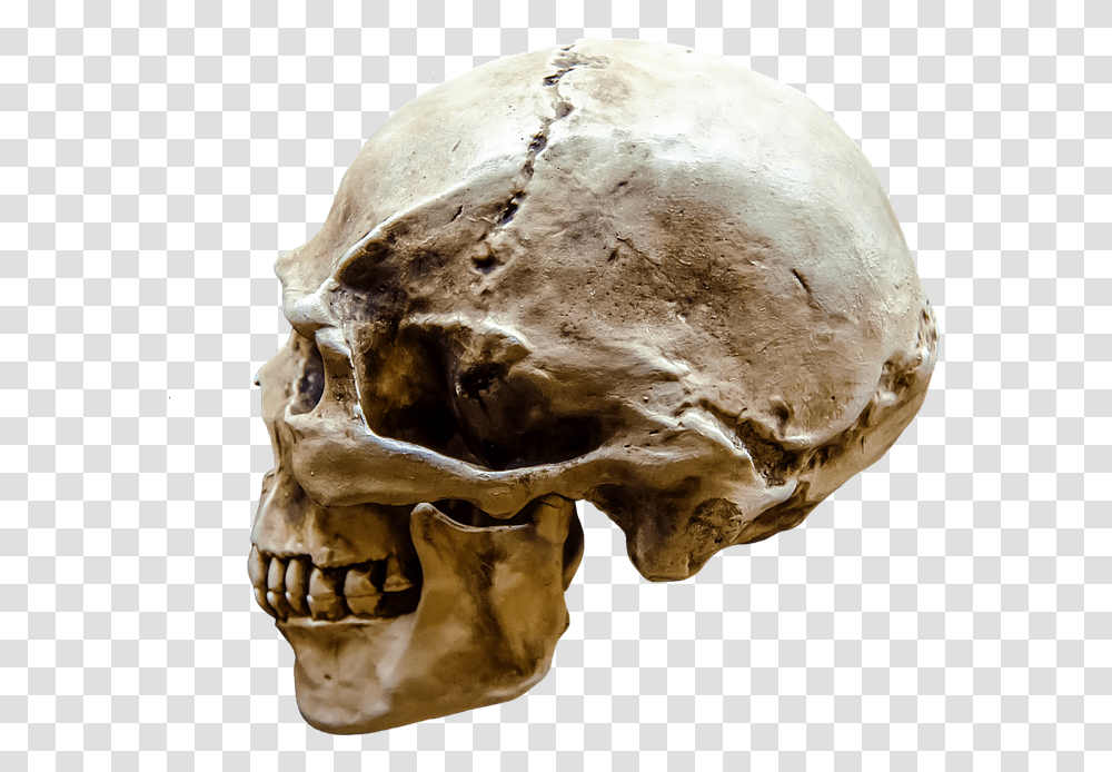 Representation Gloomy Body Bone Brain Dark Dead Human Skull Profile View, Fungus, Jaw, Fossil, Skeleton Transparent Png