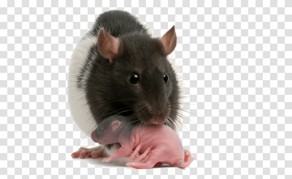 Reproductive And Developmental Toxicity Testing On, Rat, Rodent, Mammal, Animal Transparent Png