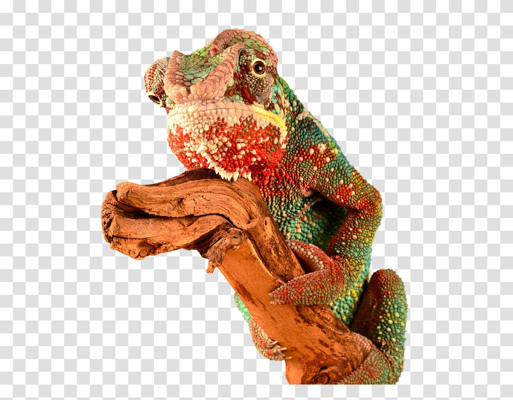 Reptile 960, Animals, Iguana, Lizard Transparent Png
