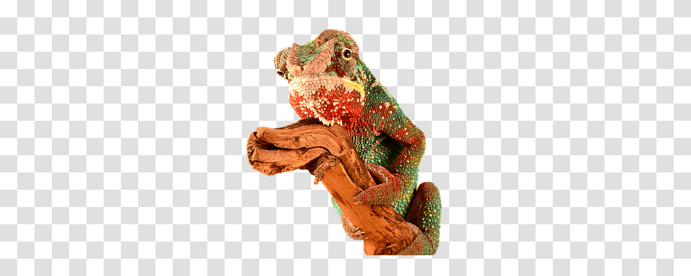 Reptile Animals, Iguana, Lizard, Gecko Transparent Png