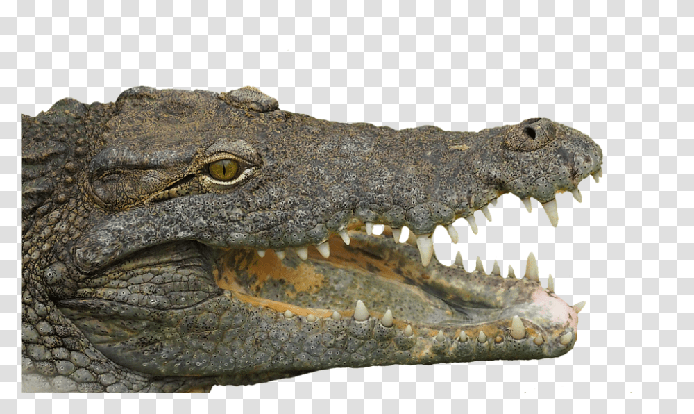 Reptile 960, Animals, Lizard, Crocodile, Alligator Transparent Png