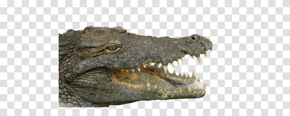 Reptile Nature, Lizard, Animal, Crocodile Transparent Png