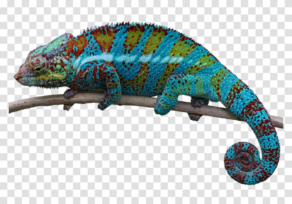 Reptile 960, Animals, Lizard, Iguana, Gecko Transparent Png
