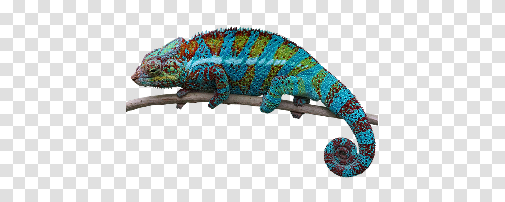 Reptile Nature, Iguana, Lizard, Animal Transparent Png