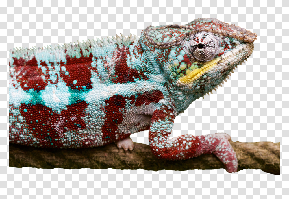 Reptile 960, Animals, Iguana, Lizard Transparent Png