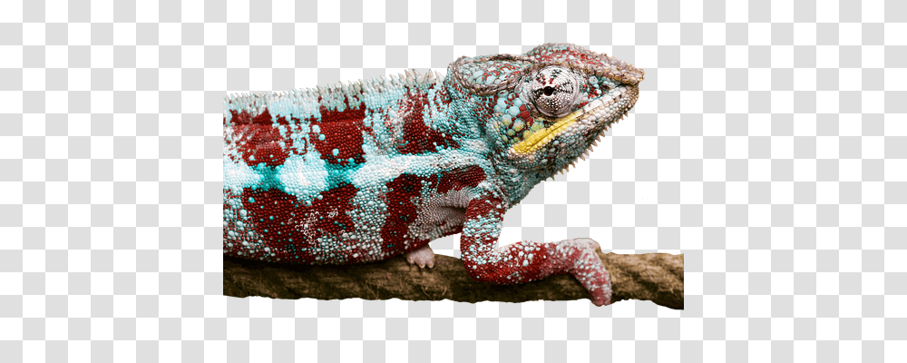 Reptile Nature, Iguana, Lizard, Animal Transparent Png