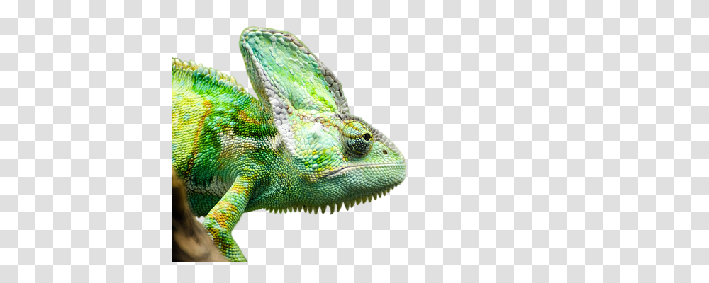 Reptile Nature, Lizard, Animal, Iguana Transparent Png