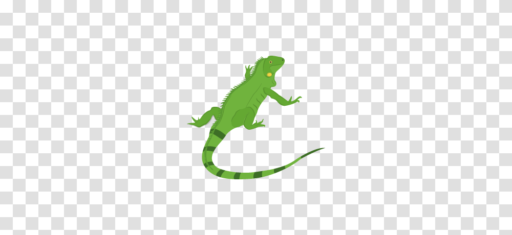 Reptile, Animal, Gecko, Lizard Transparent Png