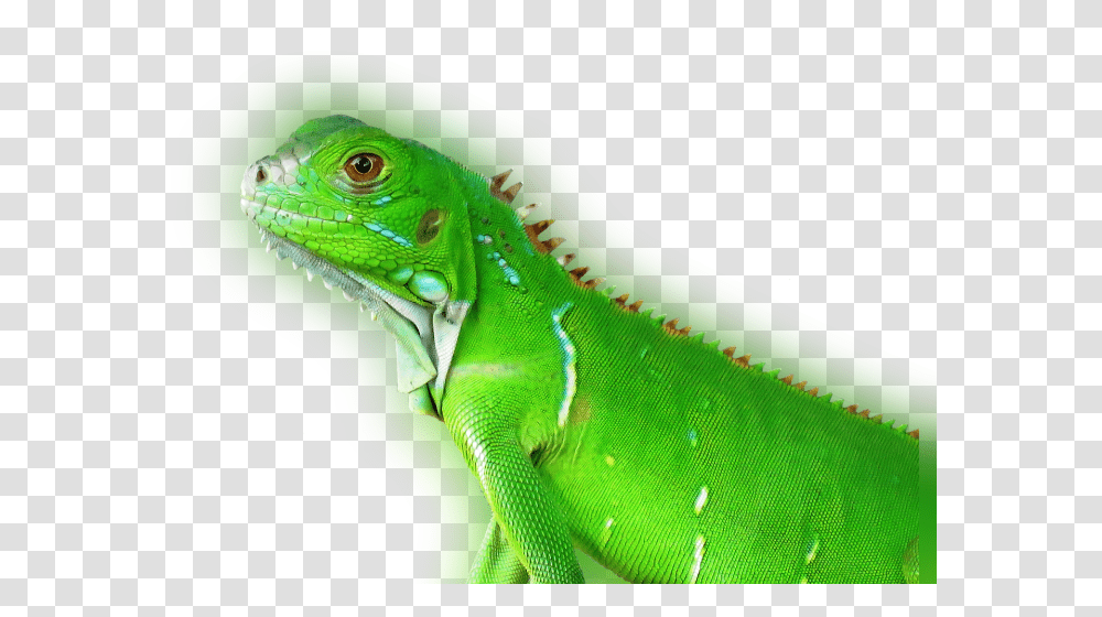 Reptile Eye Tropical Animal, Lizard, Iguana, Green Lizard Transparent Png