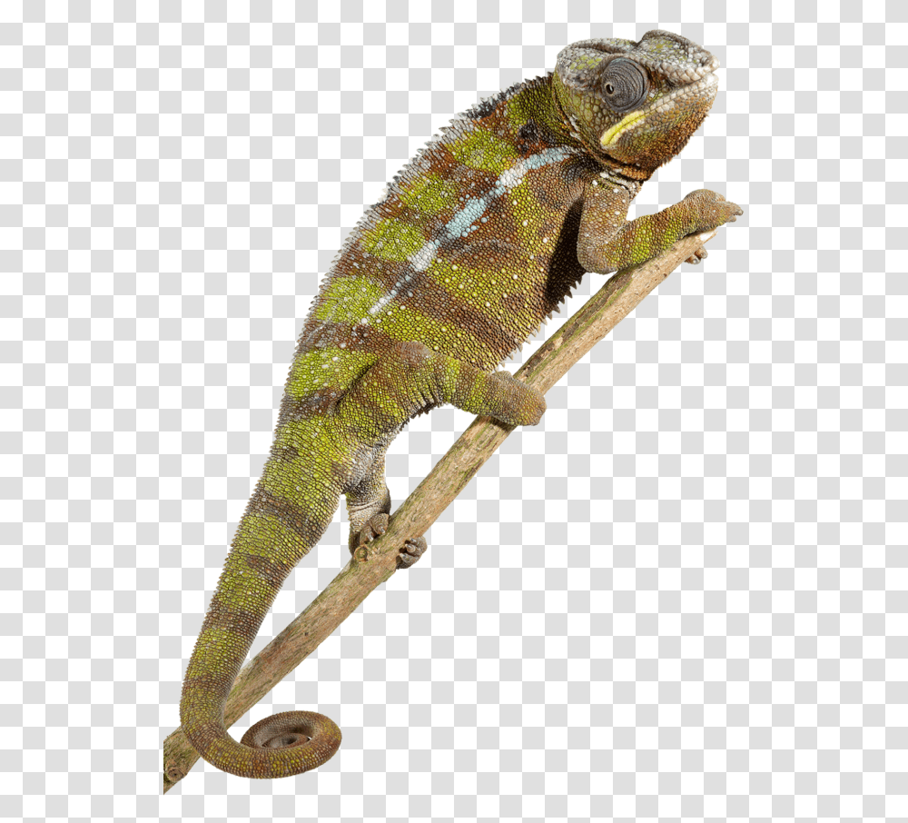 Reptile Image Reptile, Lizard, Animal, Iguana, Snake Transparent Png