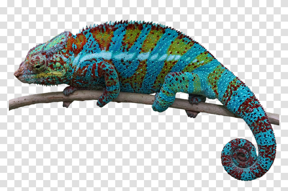 Reptile Lizard Animal Chameleon, Iguana, Gecko Transparent Png