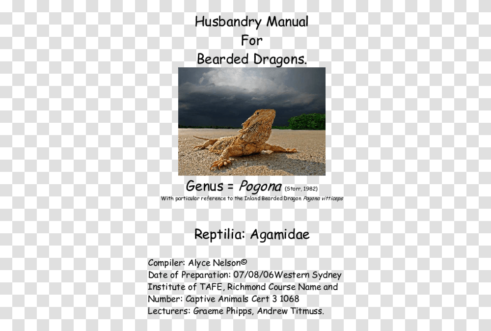 Reptile, Lizard, Animal, Iguana, Gecko Transparent Png