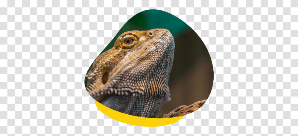 Reptile Quarantine What Is It And When Should You Do Bearded Dragons, Iguana, Lizard, Animal, Anole Transparent Png