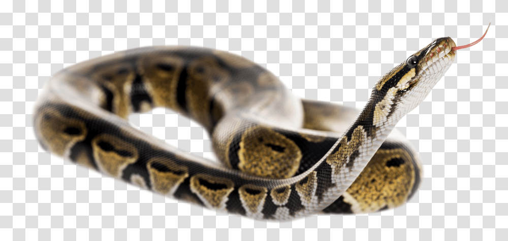 Reptile Tongue Ball Python Snake Background Transparent Png