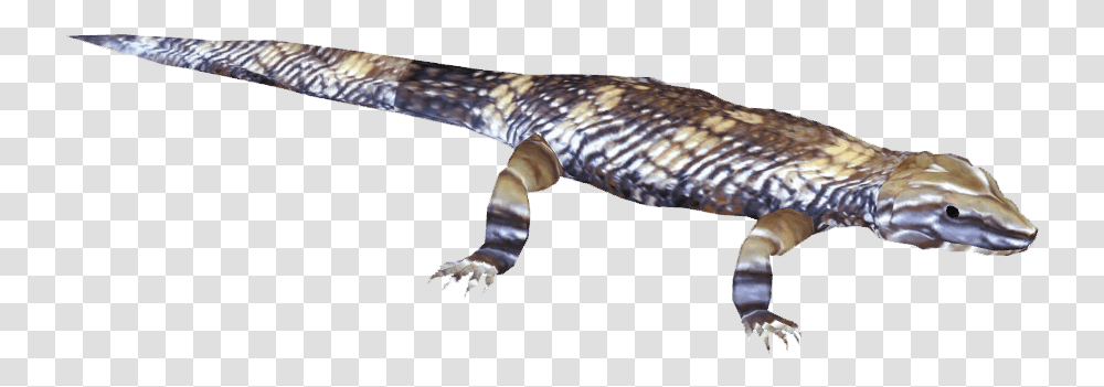 Reptile Tongue Blue Tongue Skink, Animal, Amphibian, Wildlife, Salamander Transparent Png
