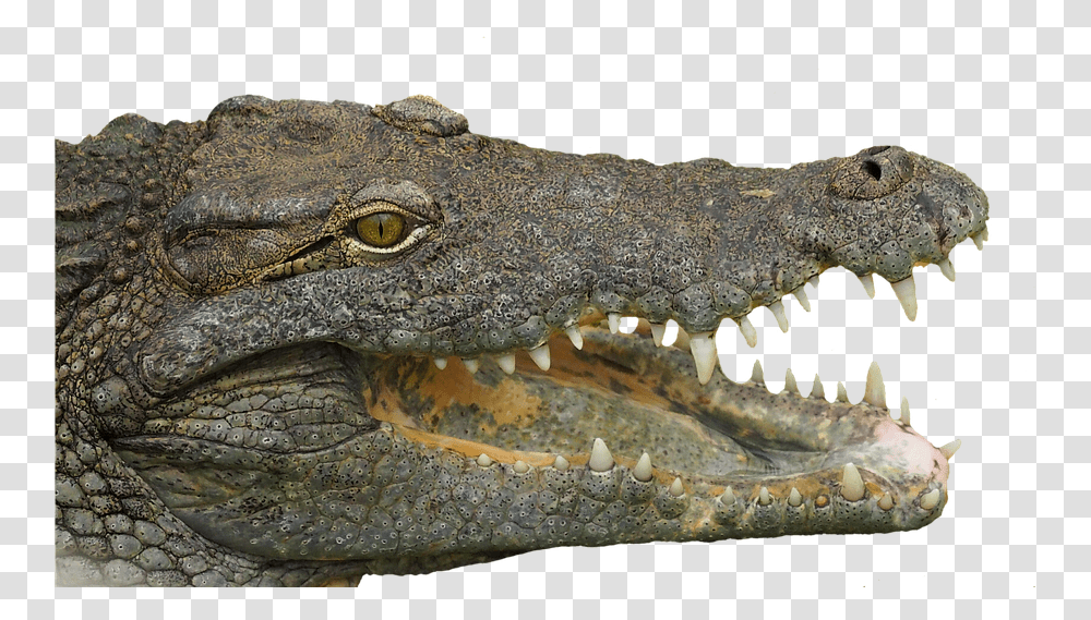 Reptile Tooth Animal Crocodile Teeth Dangerous Crocodile Head, Lizard, Alligator Transparent Png