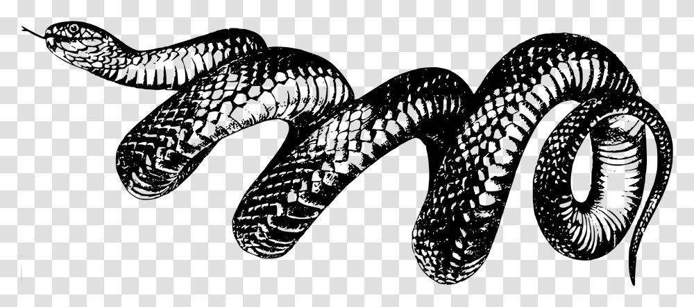 Reptileartserpent Taylor Swift Reputation Snake, Gray, World Of Warcraft Transparent Png