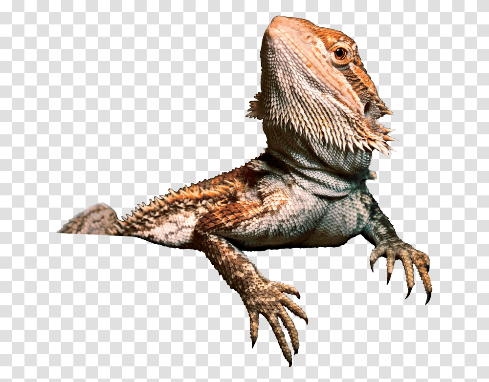 Reptileiguaniadragon Lizardagamaterrestrial Characteriguanidae Bearded Dragon Background, Animal, Iguana Transparent Png