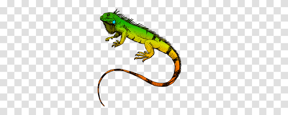 Reptiles Nature, Iguana, Lizard, Animal Transparent Png