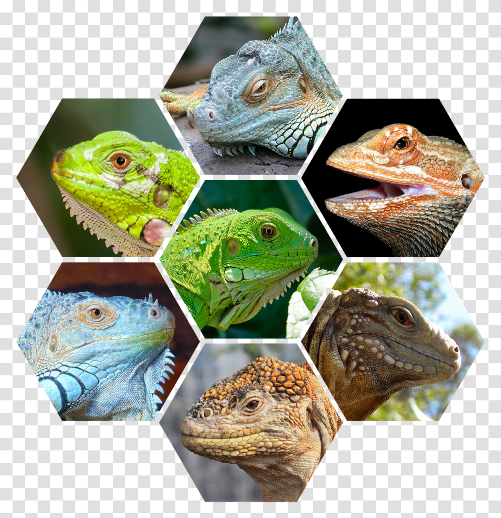 Reptiles, Iguana, Lizard, Animal, Gecko Transparent Png