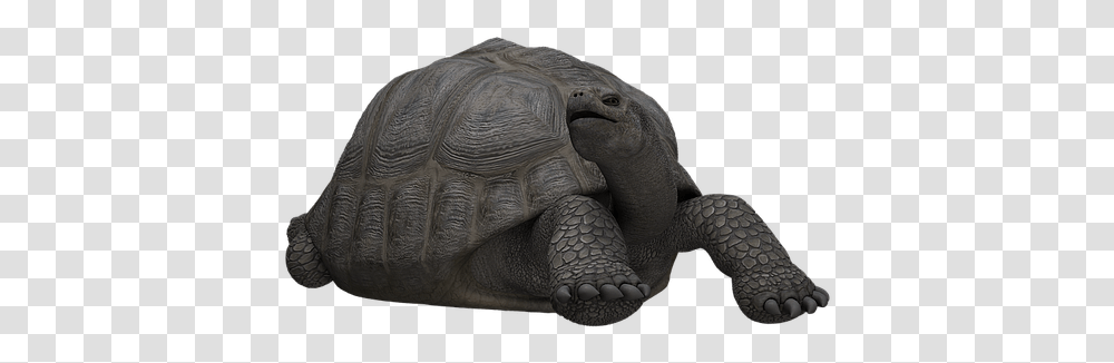 Reptiles Turtle Panzer Animal Mammal Digital Art Turtles, Sea Life, Tortoise Transparent Png