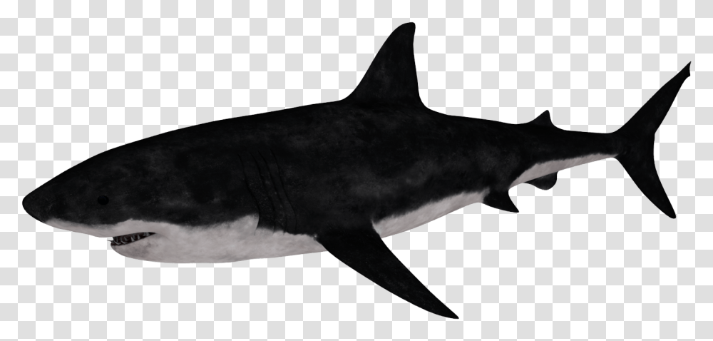Requiem Shark, Sea Life, Fish, Animal, Great White Shark Transparent Png