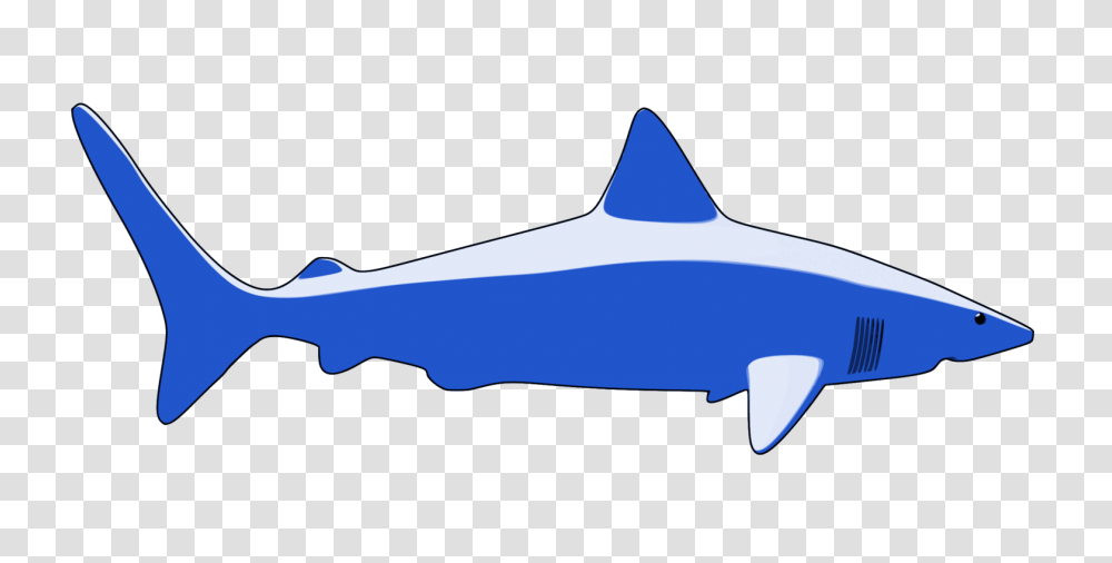 Requiem Sharks Great White Shark Fish Animal, Sea Life, Mammal, Dolphin, Whale Transparent Png