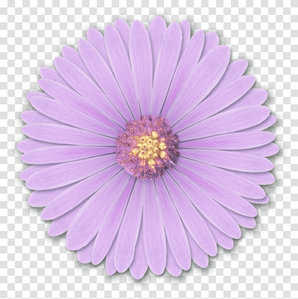 Res Light Purple Flowers Light Purple Flower, Plant, Daisy, Daisies, Blossom Transparent Png