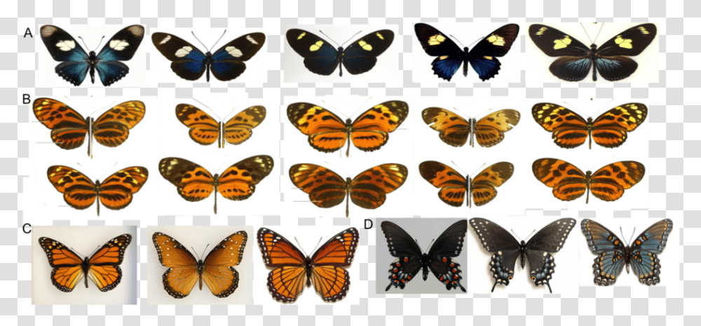 Research And Dark Sky Advocacy Are A Perfect Match Monarch, Butterfly, Insect, Invertebrate, Animal Transparent Png