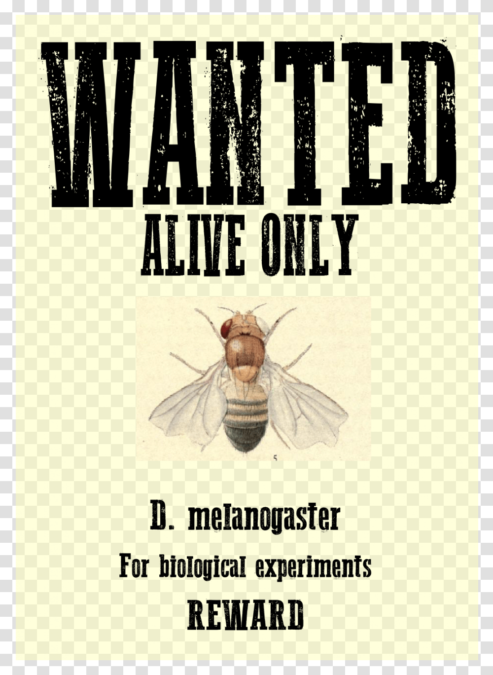 Research Drososhares News, Insect, Invertebrate, Animal, Poster Transparent Png