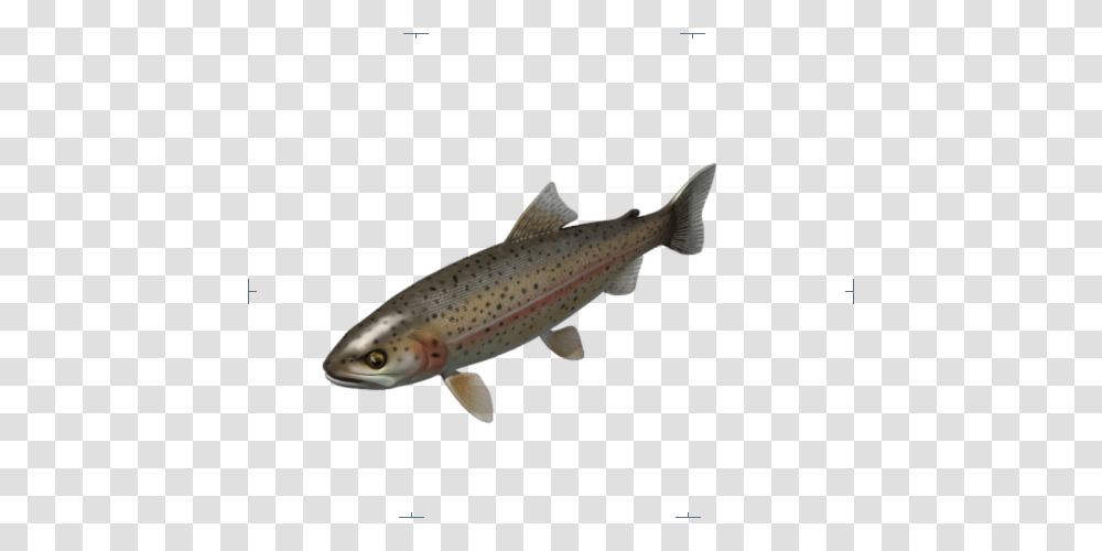 Reset Close Rainbow Trout Loading Pink Blush On Cheeks And Body, Fish, Animal, Shark, Sea Life Transparent Png
