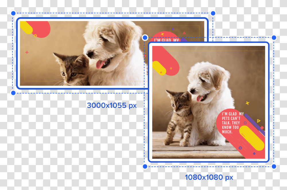 Resize Your Content Screen Best Dogs And Cats, Advertisement, Poster, Pet, Canine Transparent Png