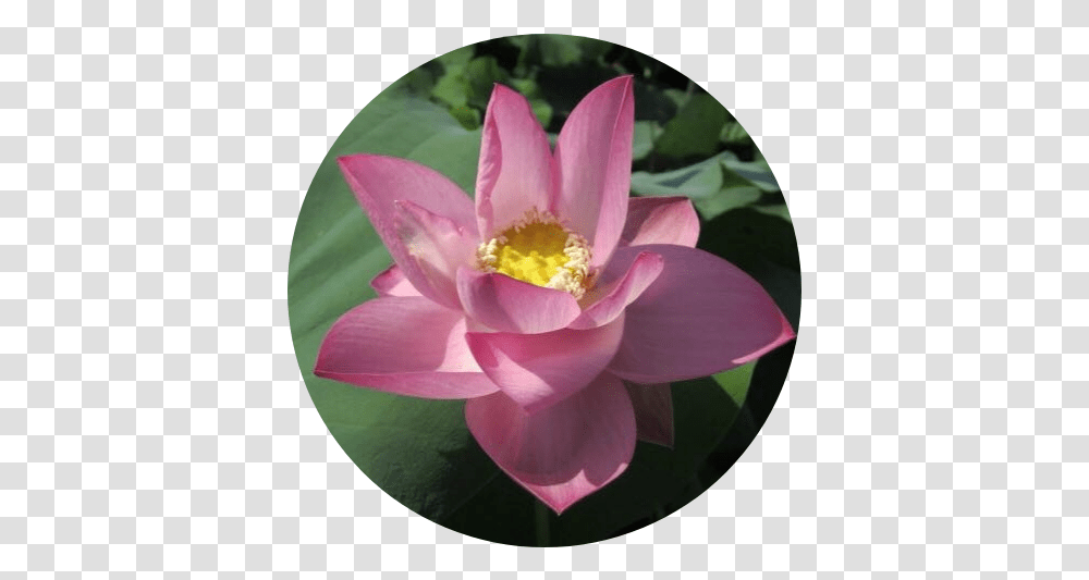 Respected Guest Lotus Sacred Lotus, Plant, Lily, Flower, Blossom Transparent Png